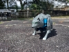Beast Wars Wolfang in beast mode, a grey wolf